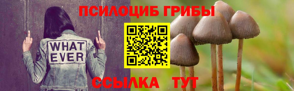 Тында  Псилоцибиновые грибы Psilocybine cubensis  Вход с VPN 